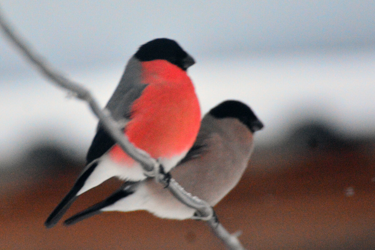 парочка - леонид логинов