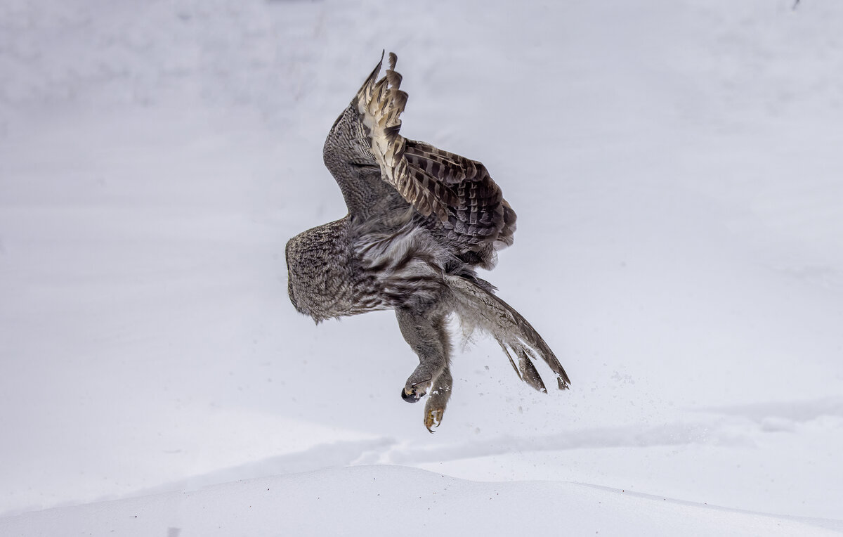 бородатая неясыть. - юрий макаров