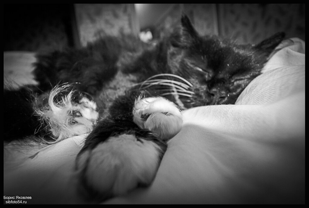 Не мешайте ночевать! - Борис Яковлев