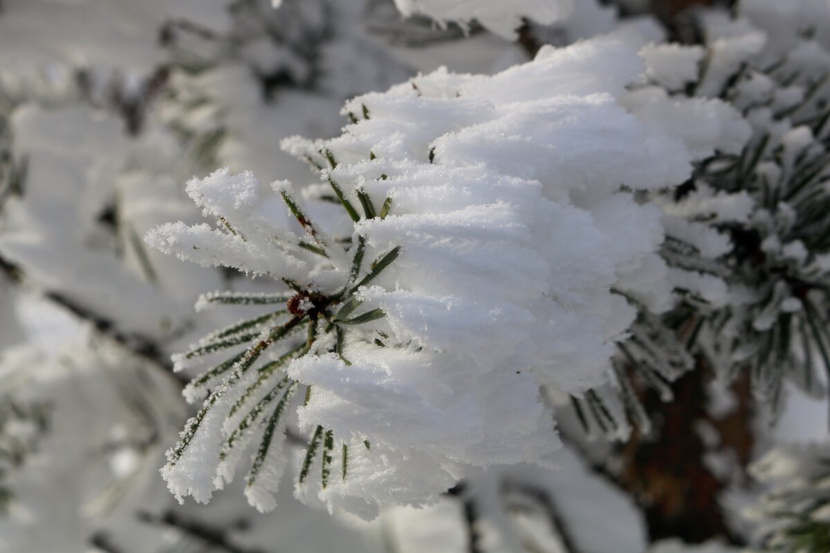 С-нежность - Ольга С-нежность - Ольга