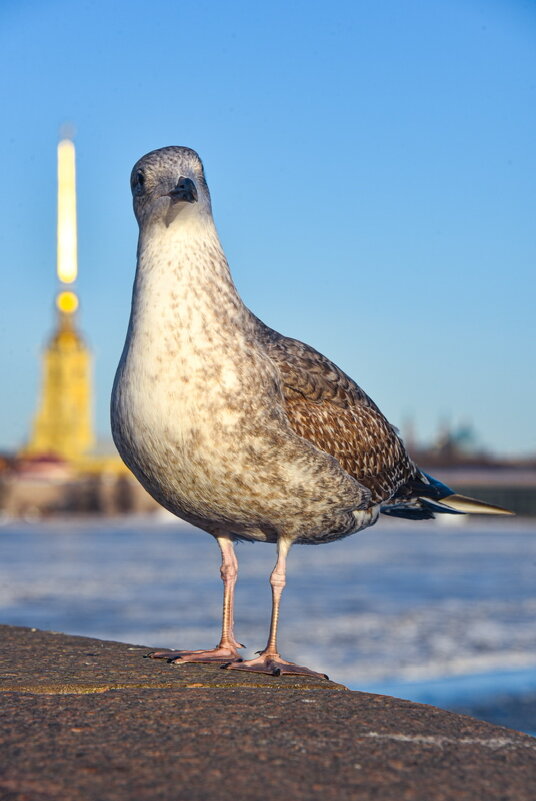 На дворцовом мосту - Алексей Чуркин