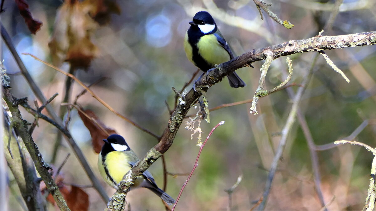 Синички (не будем забывать о кормушках)...сделайте кормушку для птиц...Мир Природы / Natural World. - "The Natural World" Александер Синички (не будем забывать о кормушках)...сделайте кормушку для птиц...Мир Природы / Natural World. - "The Natural World" Александер
