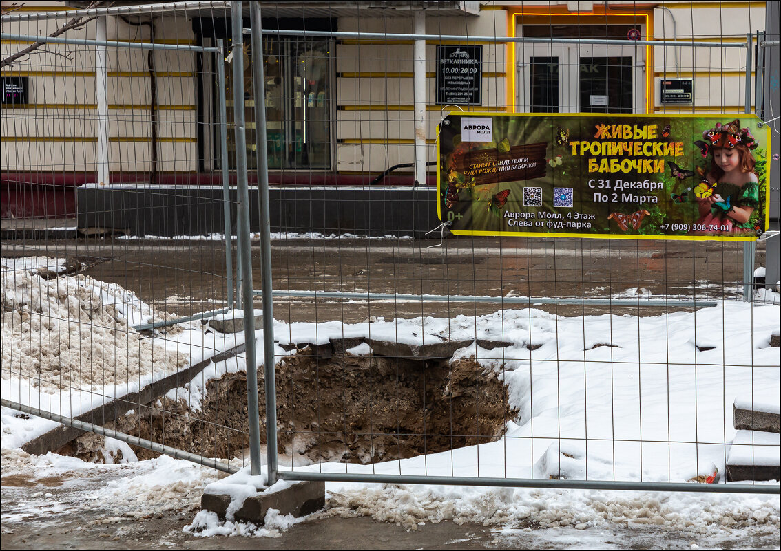 Живые тропические бабочки - Александр Тарноградский Живые тропические бабочки - Александр Тарноградский