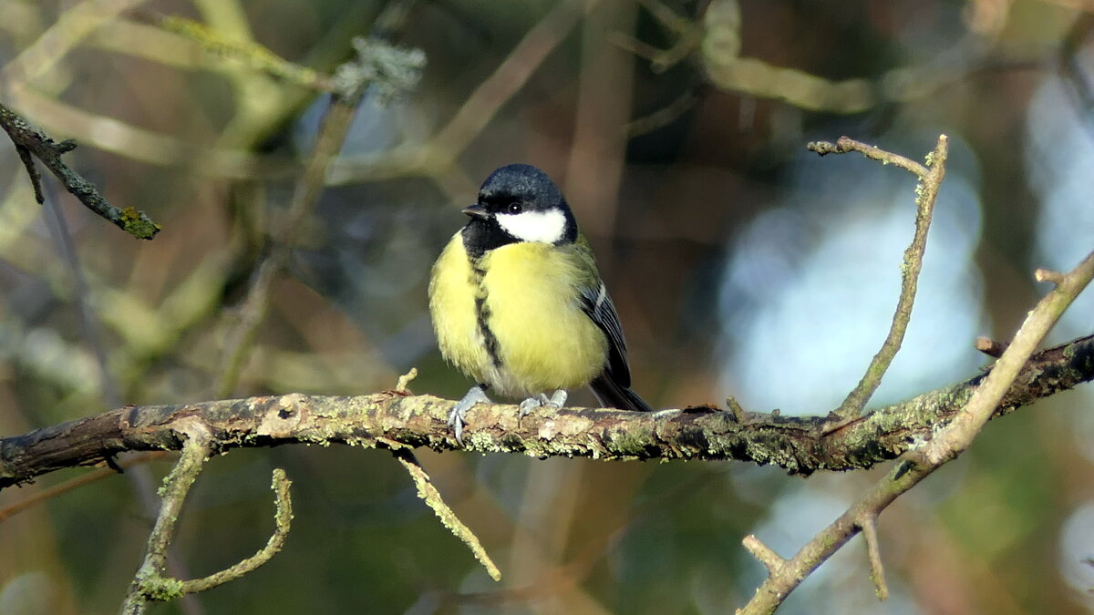 Синички (не будем забывать о кормушках)...сделайте кормушку для птиц...Мир Природы / Natural World. - "The Natural World" Александер Синички (не будем забывать о кормушках)...сделайте кормушку для птиц...Мир Природы / Natural World. - "The Natural World" Александер