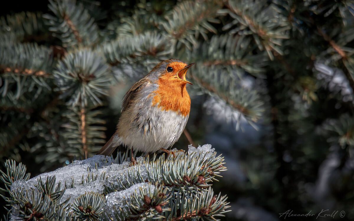 Зимняя песенка - Александр К. Зимняя песенка - Александр К.