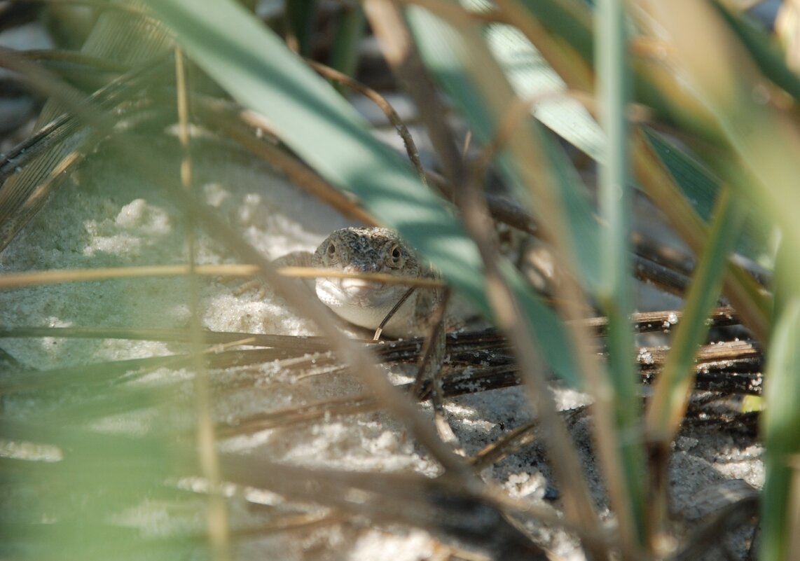 ящерка - Анна Камс