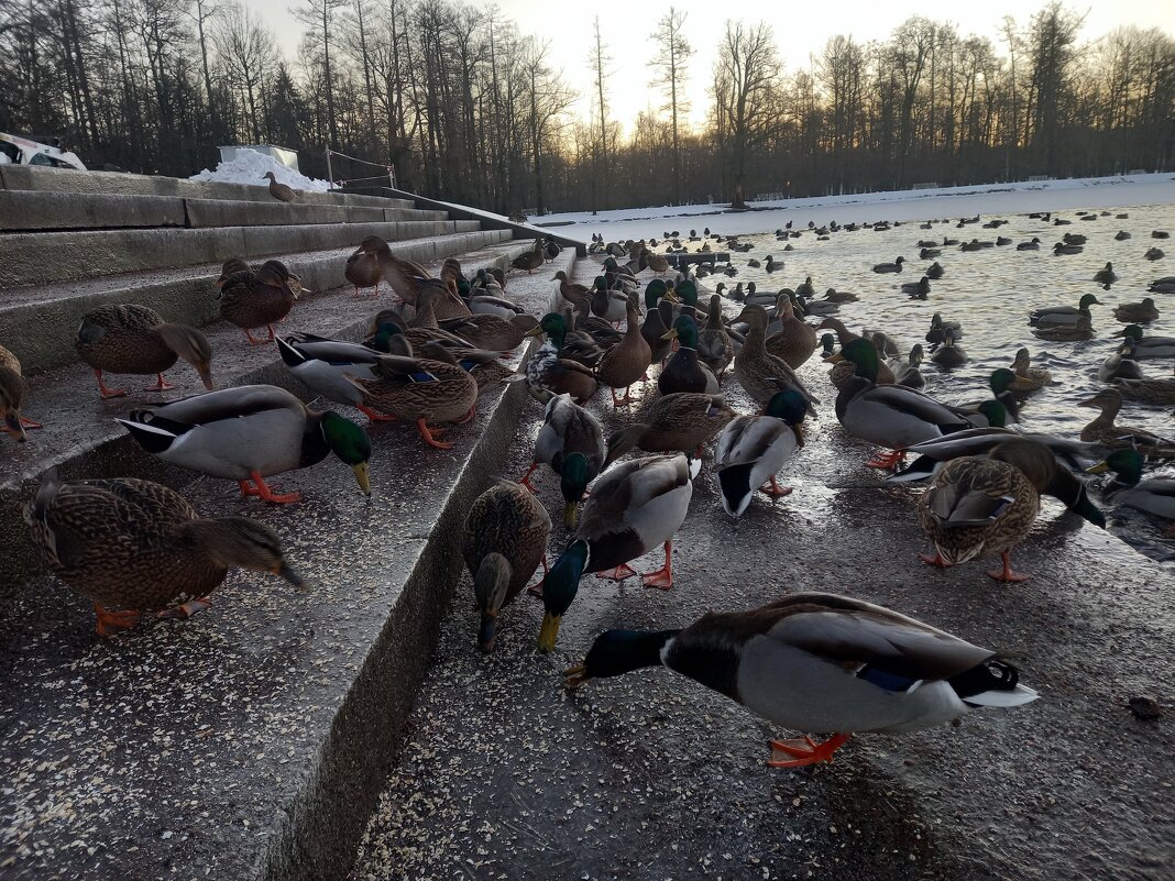 Утки - Сапсан 