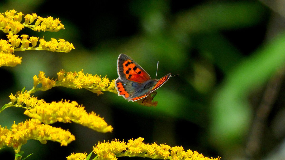 опять про бабочек 231 - Александр Прокудин опять про бабочек 231 - Александр Прокудин