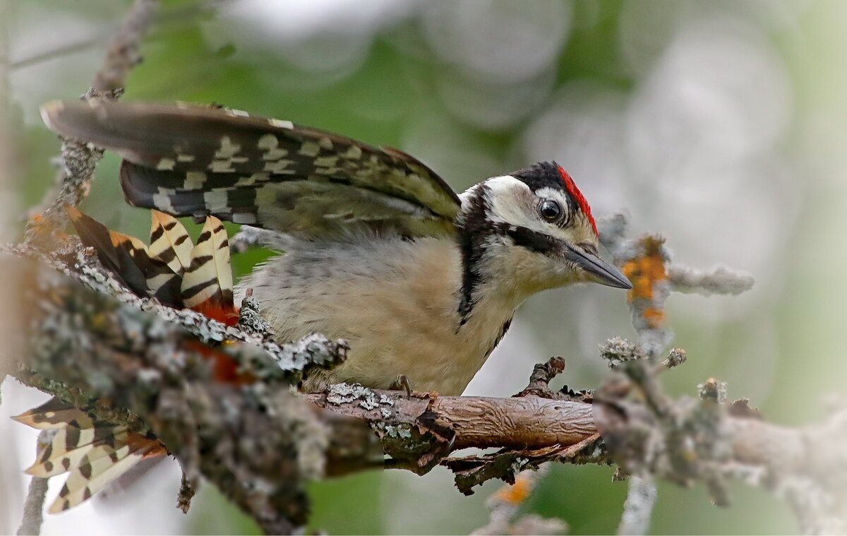 проба пера.. - Andrey Bragin проба пера.. - Andrey Bragin