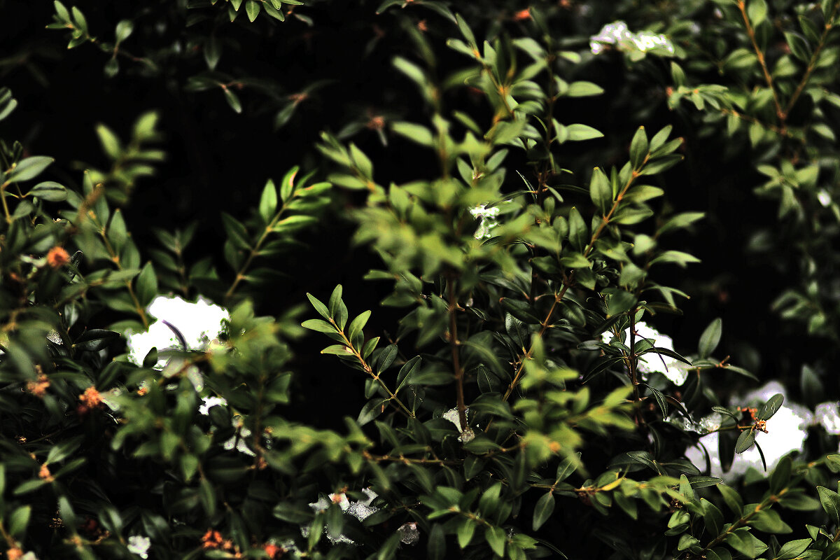 Снег растаял - Юрий Гайворонскiий