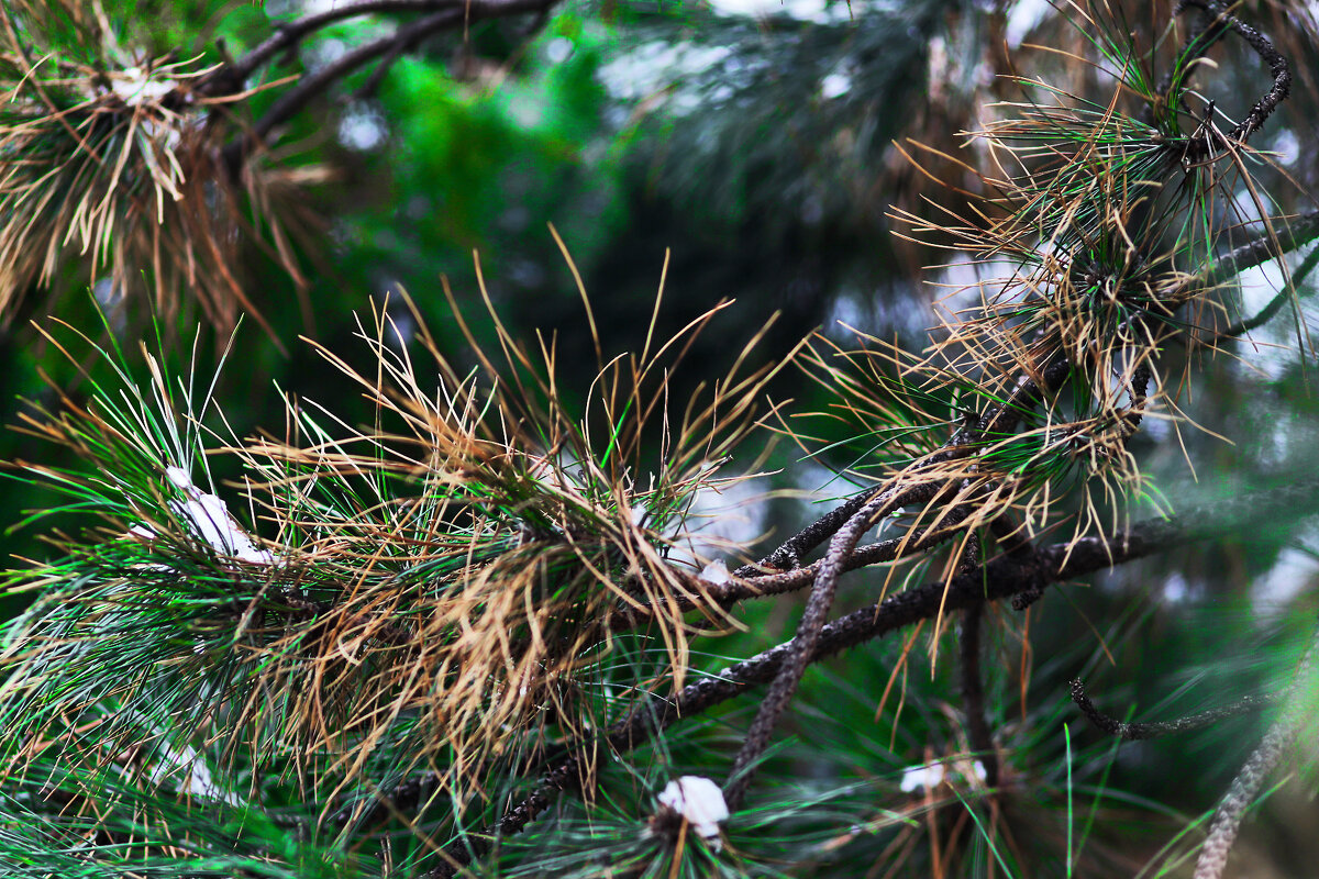 Сосна - Юрий Гайворонскiий