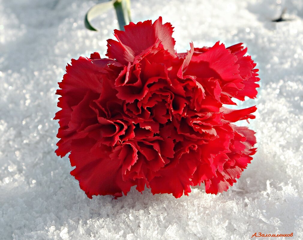 Помянем павших на полях сражений... - Андрей Заломленков