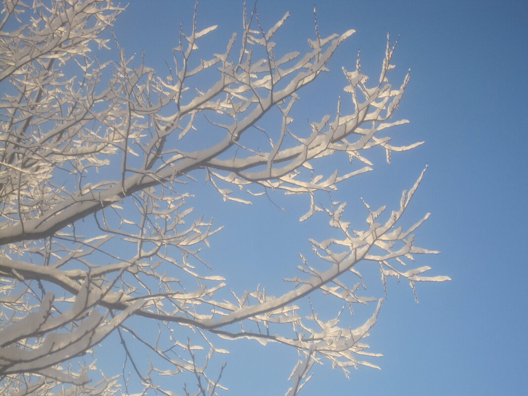 Зимнее небо - Елена Семигина Зимнее небо - Елена Семигина