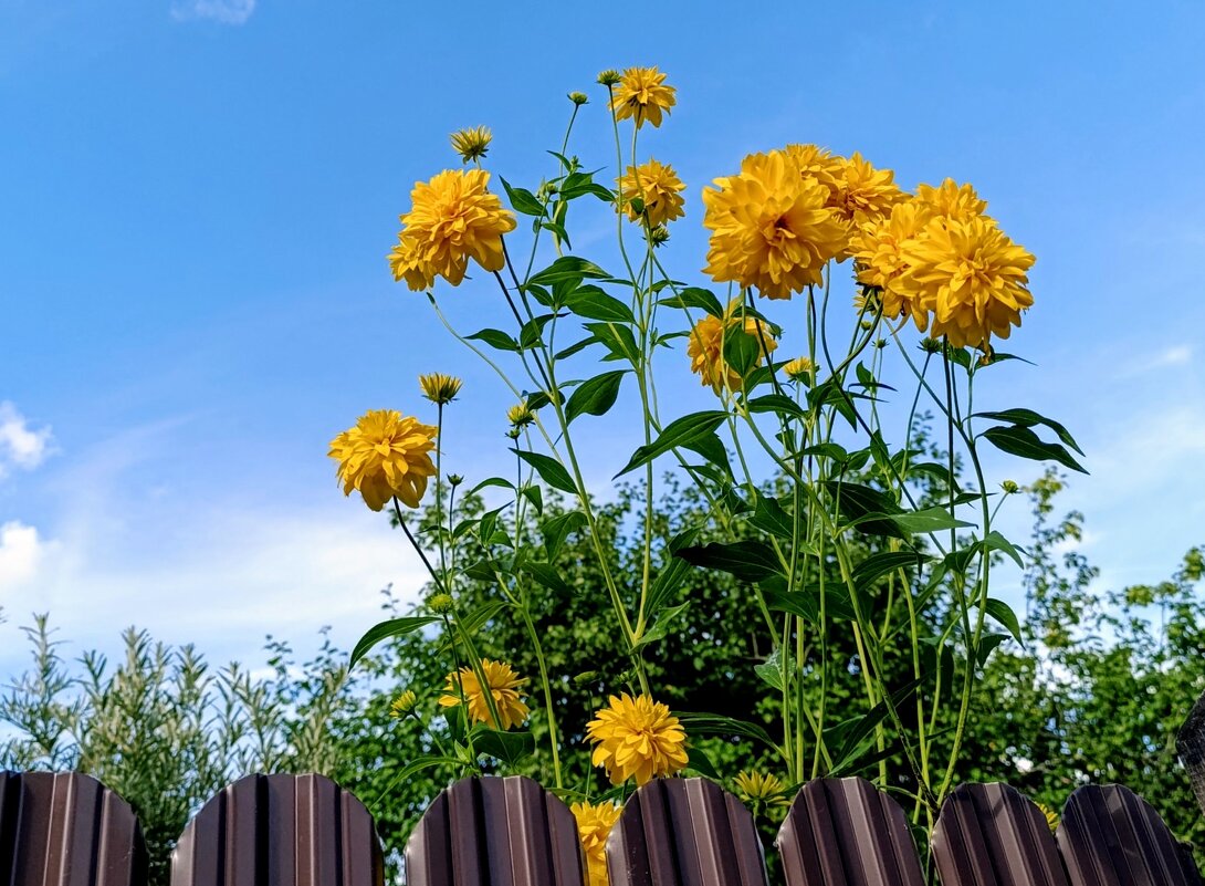 дачное - tatiana дачное - tatiana