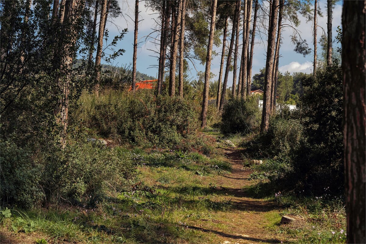 Израиль Цветение Цикламен в  лесу  19,01,2025г - ujgcvbif 