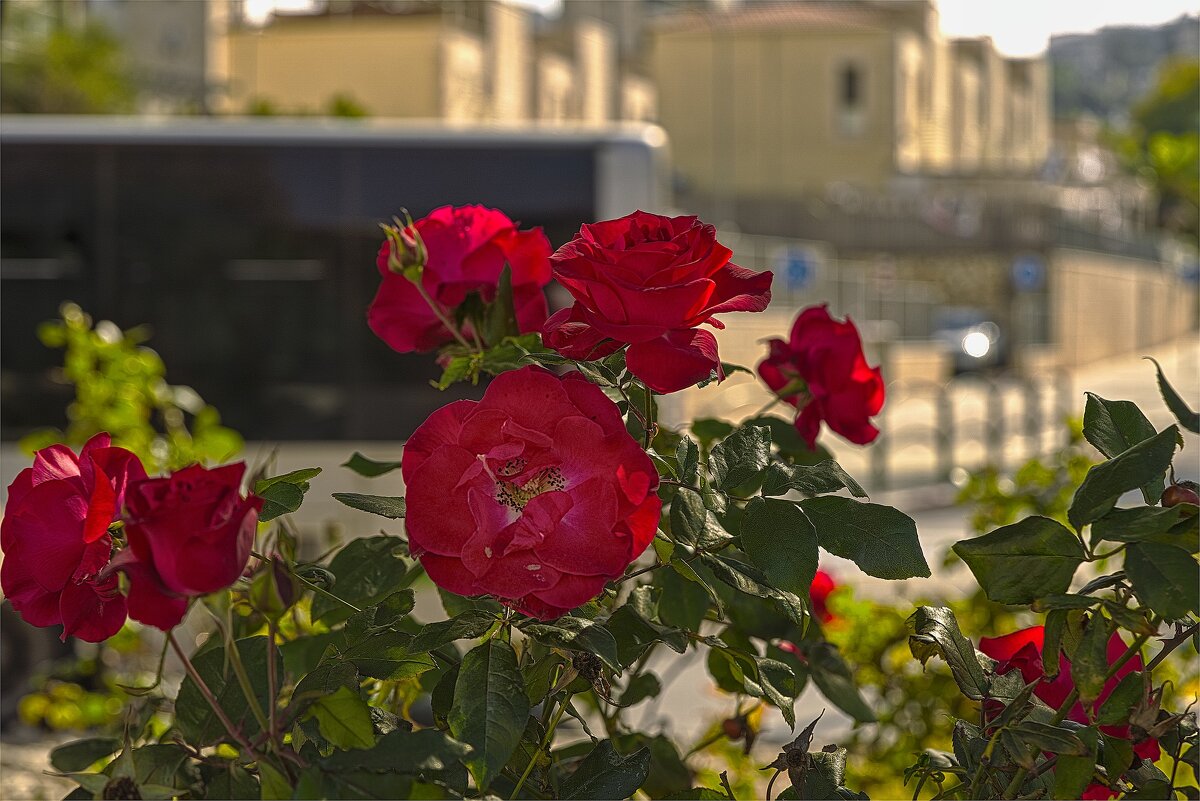 Израиль Цветение Розы 19,01,2025г - ujgcvbif 