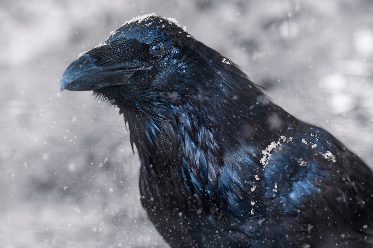 Птичка - Viktoria Anufrieva