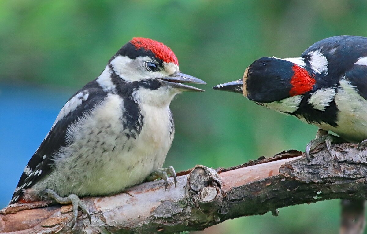 накорми птенца... - Andrey Bragin 