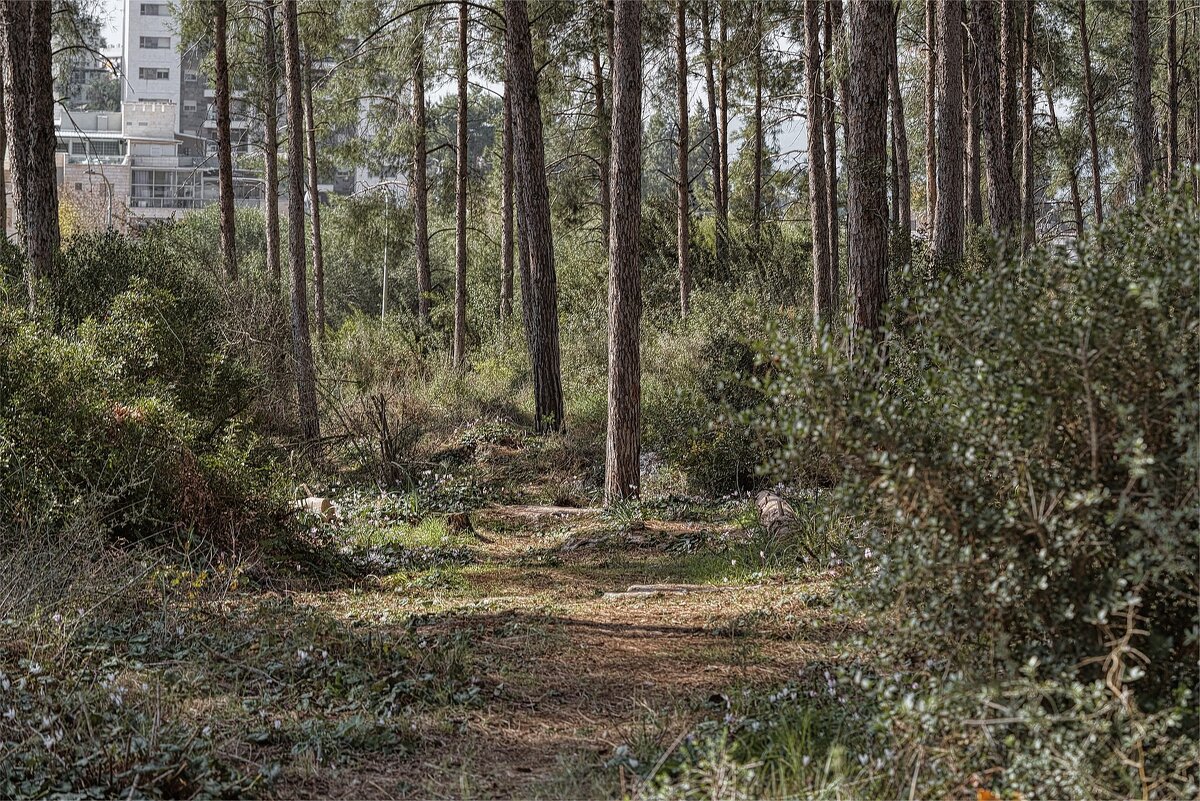 Израиль Цветение Цикламен в лесу 19,01,2025г - ujgcvbif 