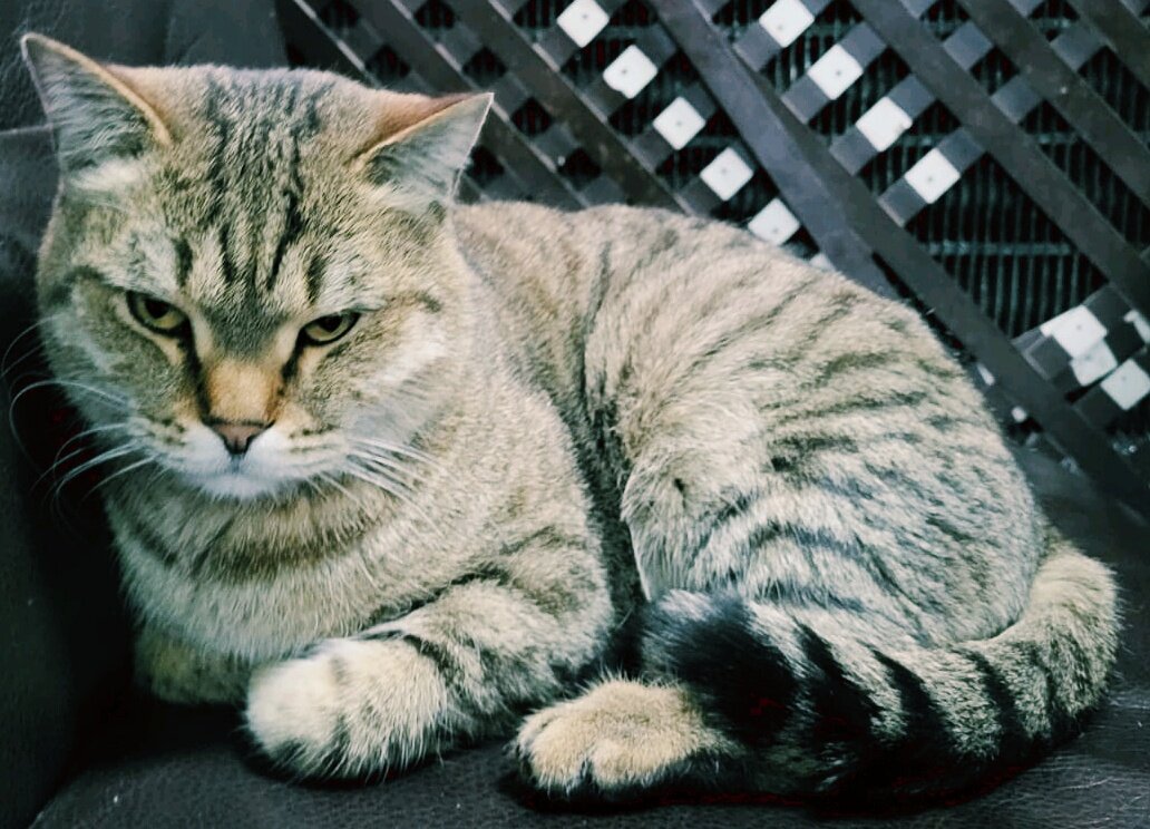 Котик,мило - Георгиевич Котик,мило - Георгиевич