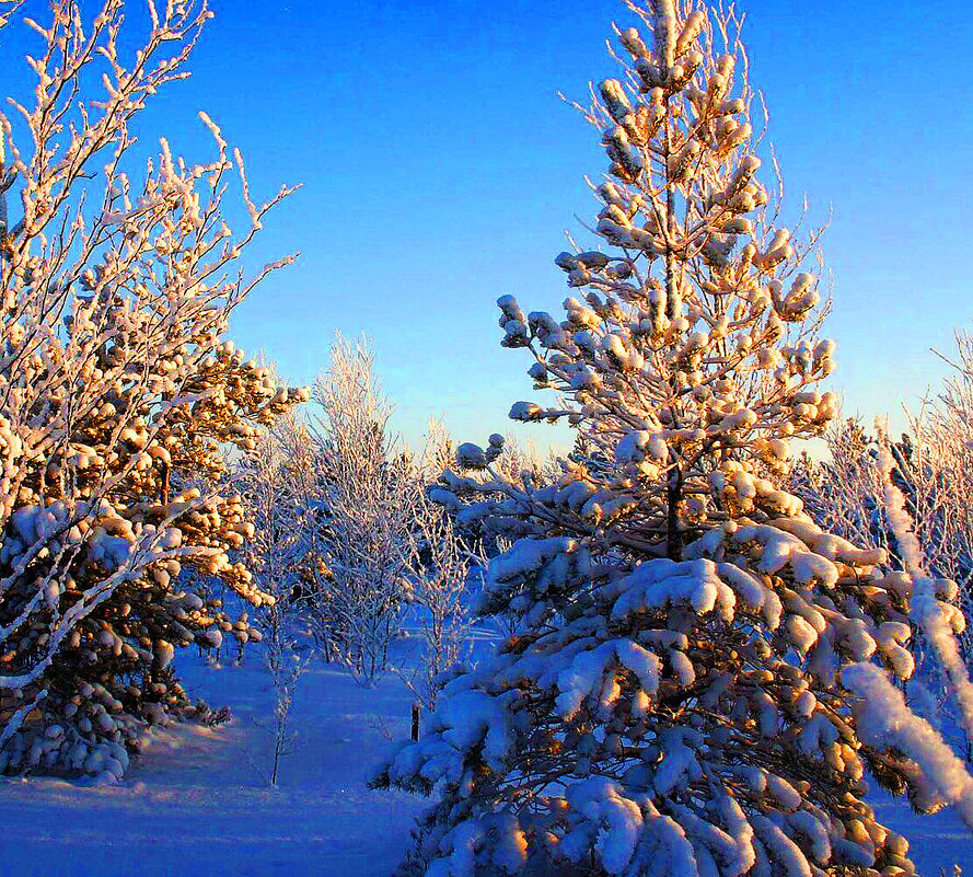 Январь...Молодая тайга.Мороз минус 30! - Владимир 