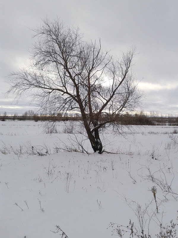 Одинокое дерево. - сергей ермошкин Одинокое дерево. - сергей ермошкин