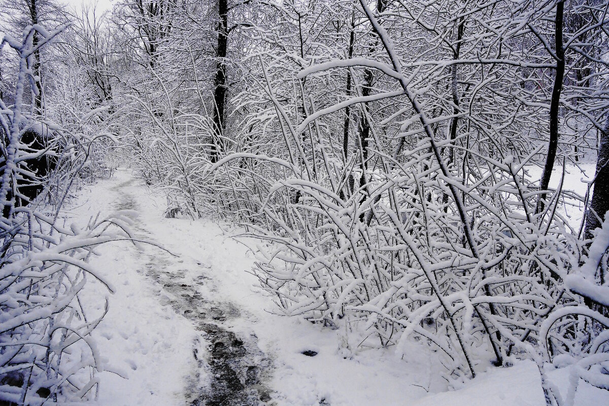 Картинки января - Рита Симонова Картинки января - Рита Симонова