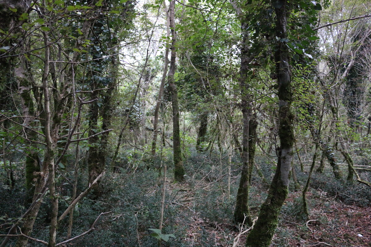 Замшелая чаща - Ольга Замшелая чаща - Ольга