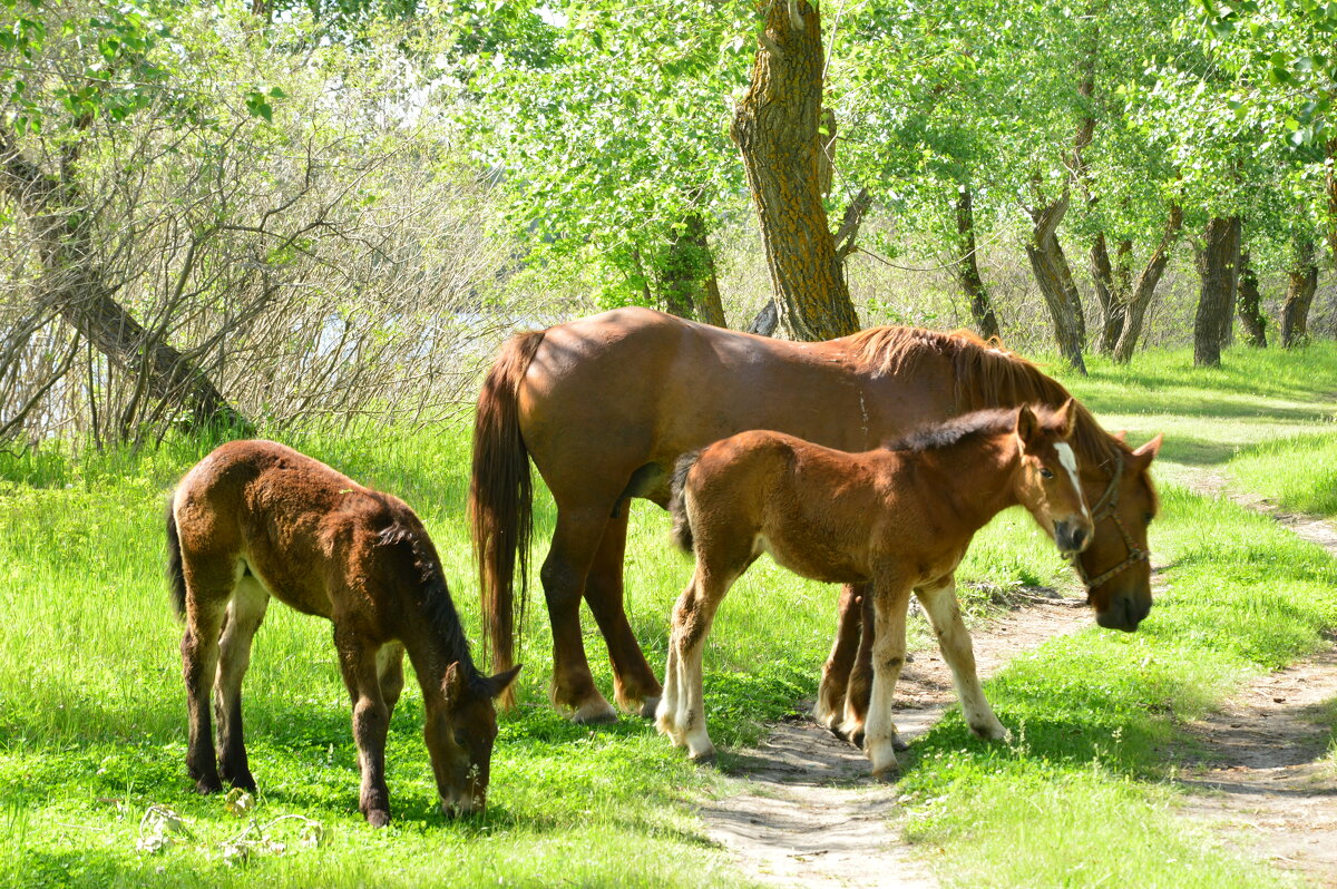 Донские виды. - Виктор Донские виды. - Виктор