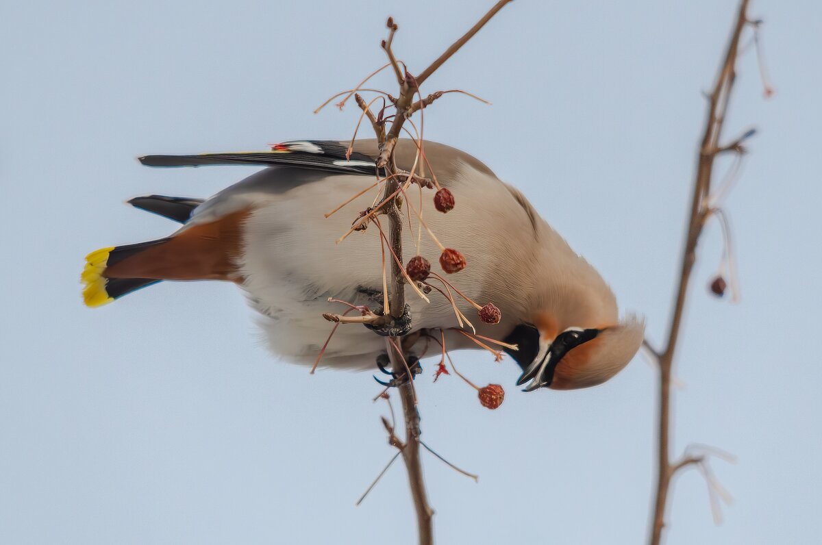 Свиристель. - Виктор Иванович Чернюк