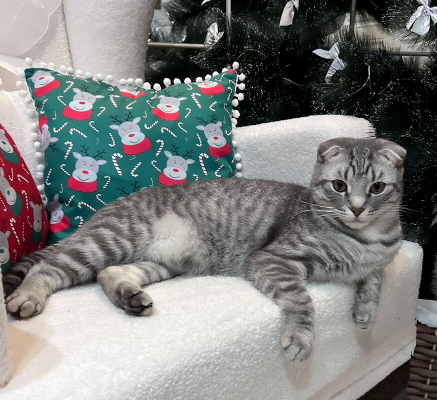 Шалун Боря на "троне" - Ольга Довженко Шалун Боря на "троне" - Ольга Довженко