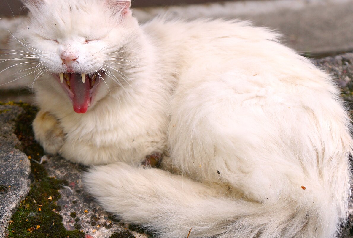 Нрав... - Алёна Савина Нрав... - Алёна Савина