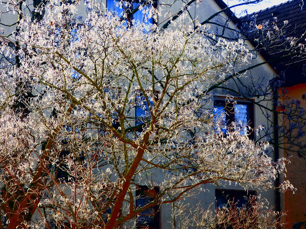 ВИД ИЗ ОКНА. ЯНВАРСКИЙ ИНЕЙ.-2 - Елена Куприянова ВИД ИЗ ОКНА. ЯНВАРСКИЙ ИНЕЙ.-2 - Елена Куприянова