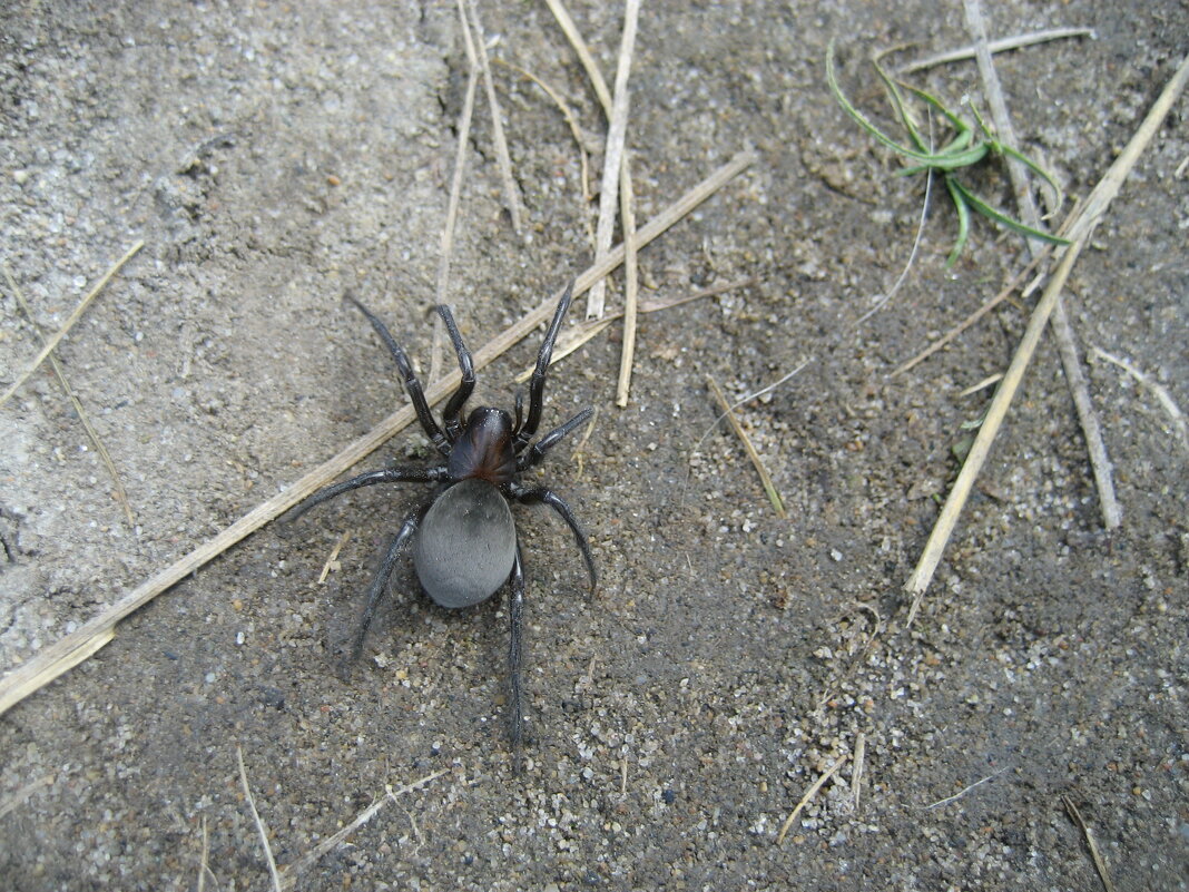 Серебрянка - Anna Ivanova