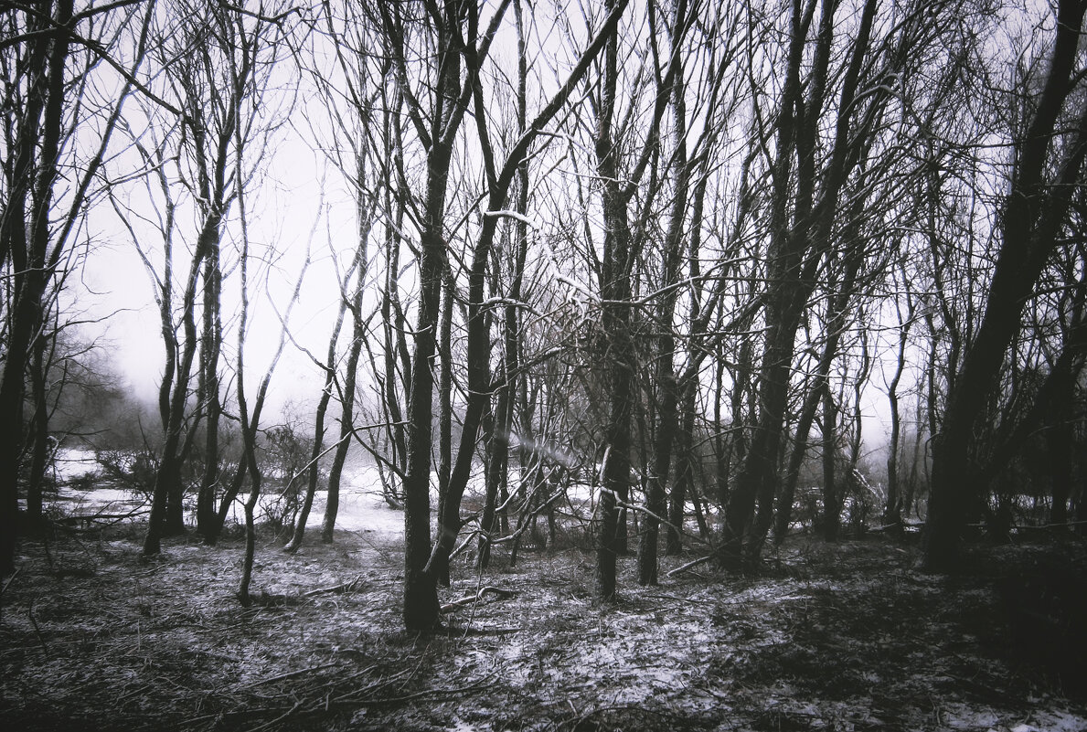 Лес - Sergei Vikulov