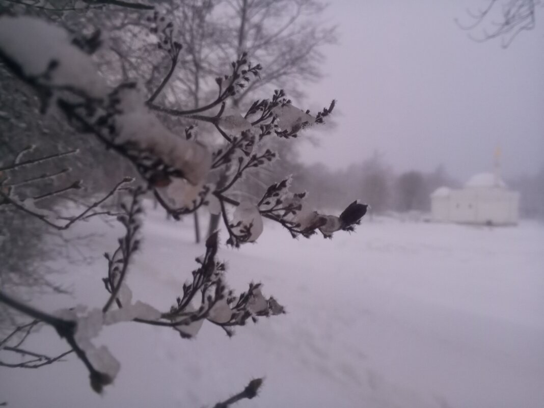 Сирень - Сапсан 