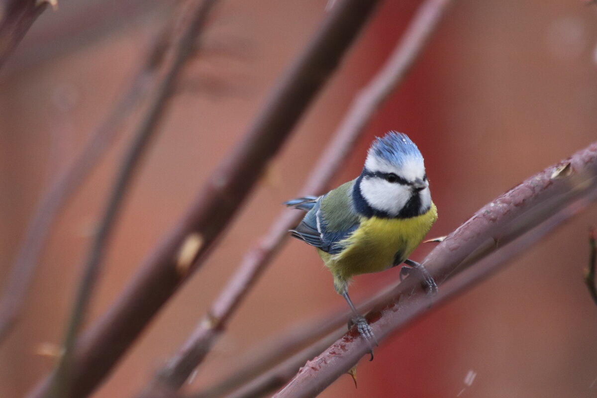 Лазоревка - Елена Иванкина Лазоревка - Елена Иванкина