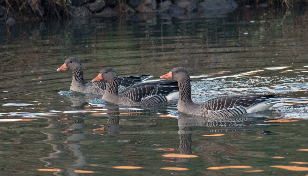 -- - vladimir -- - vladimir