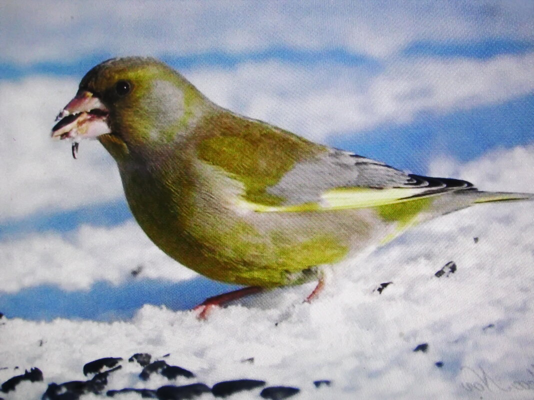 Зеленушка прилетела - Людмила Смородинская