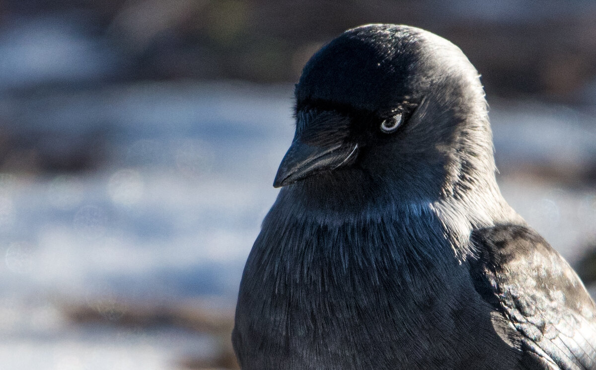 Суровый взгляд галки. - Владимир Безбородов Суровый взгляд галки. - Владимир Безбородов