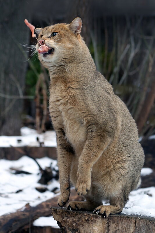 камышовый - Михаил Бибичков