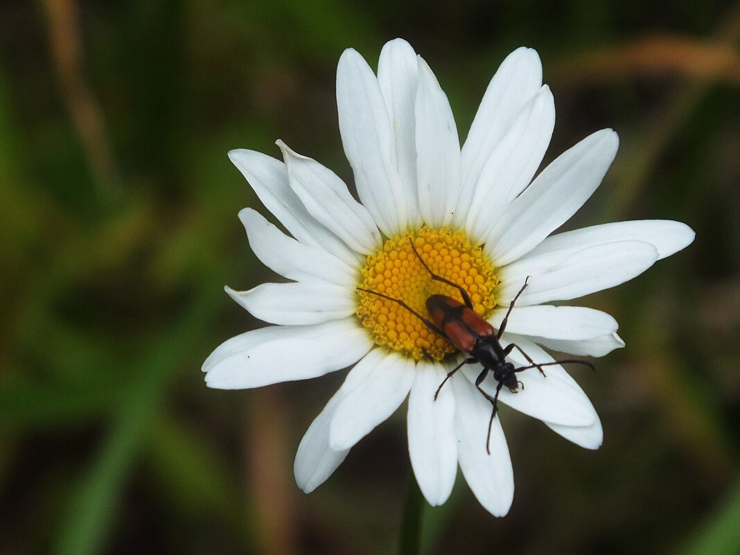 ** - Зоя Мишина