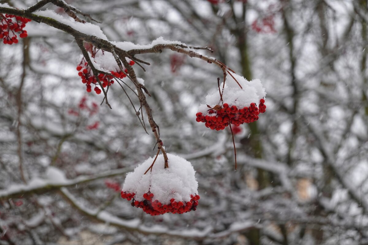 На чисто-белом покрывале снега, Рябины красной куст огнём горит.... - Галина На чисто-белом покрывале снега, Рябины красной куст огнём горит.... - Галина
