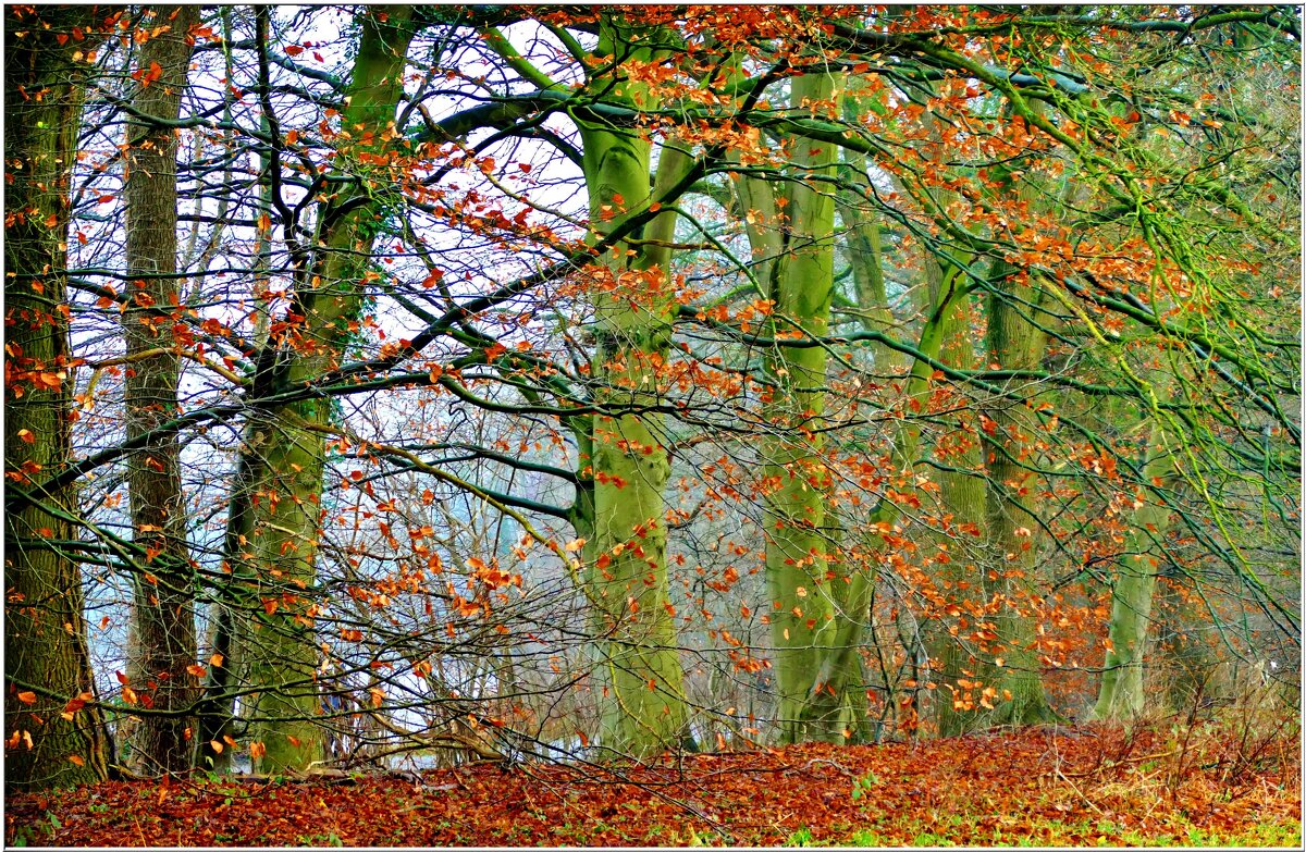 ЛЕС... - Elvira E. 