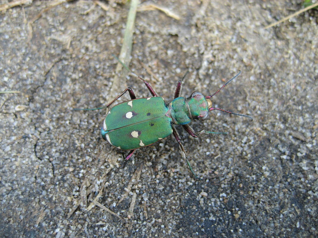 Скакун полевой - Anna Ivanova Скакун полевой - Anna Ivanova