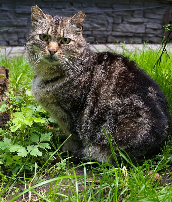 К О Т - Алёна Савина