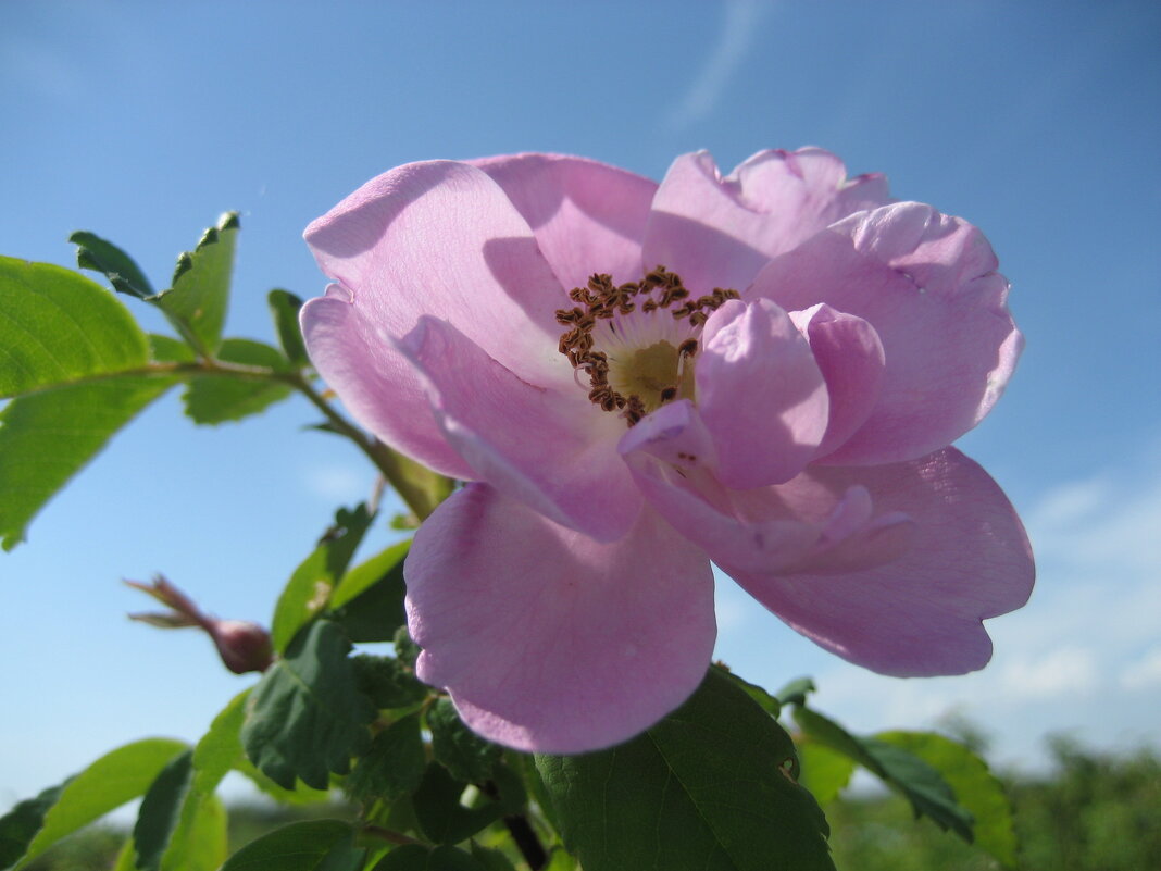 Шиповник - Anna Ivanova