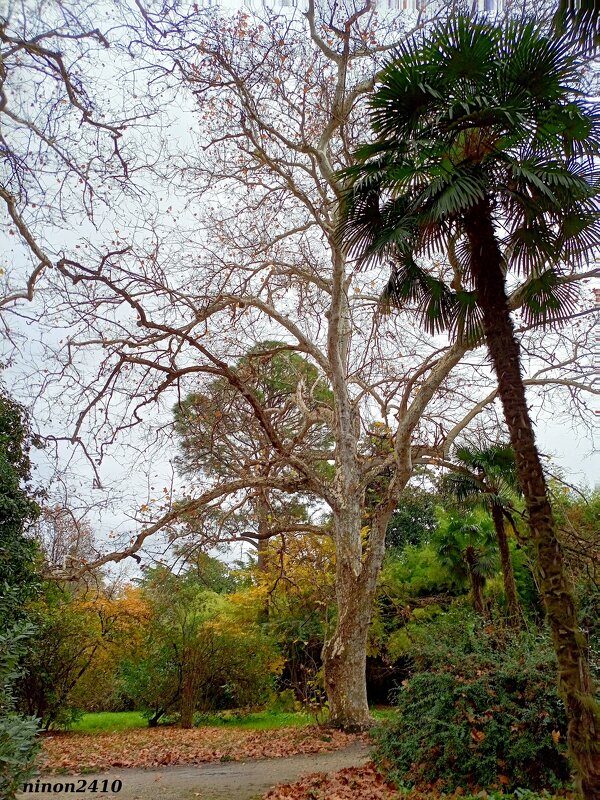 Адлер. Дендропарк "Южные культуры" - Нина Бутко Адлер. Дендропарк "Южные культуры" - Нина Бутко