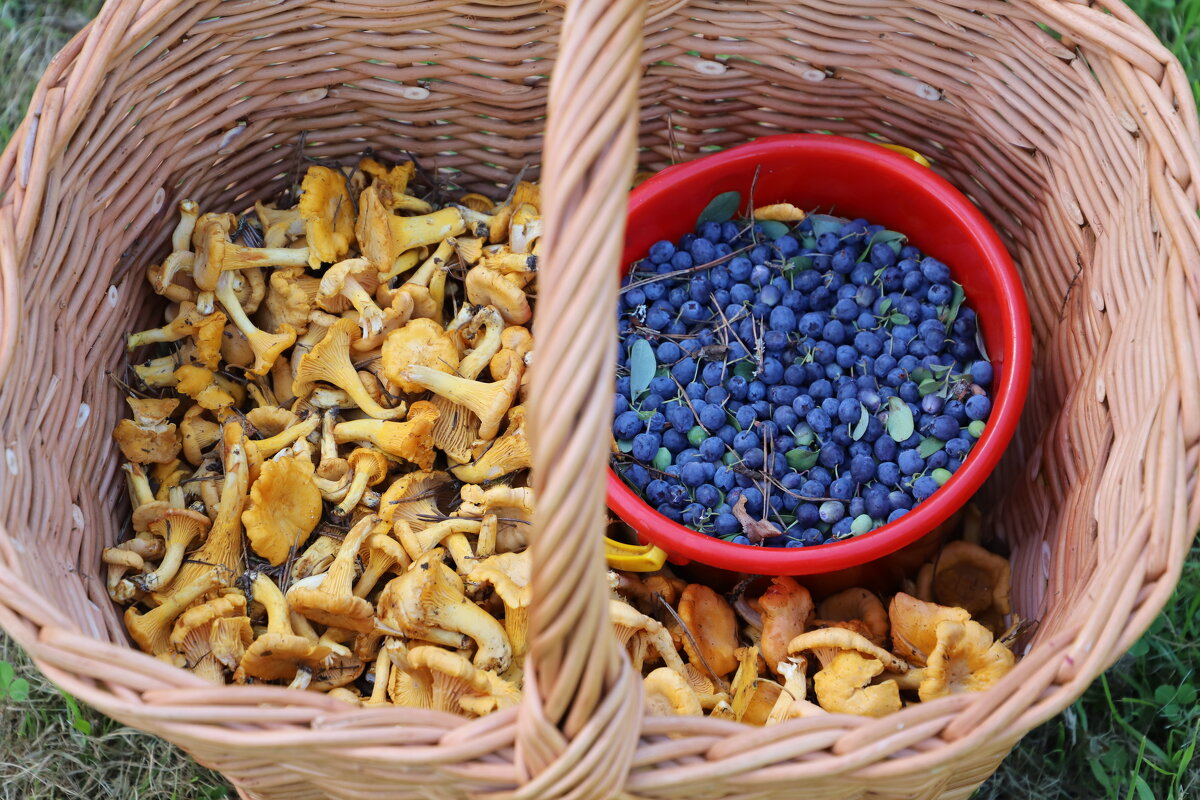 Дары леса - краснов юрий 