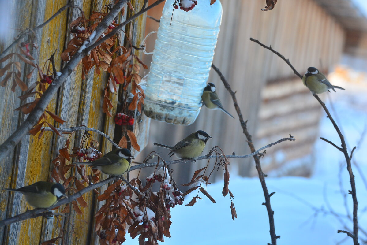птичья столовая открылась - леонид логинов птичья столовая открылась - леонид логинов